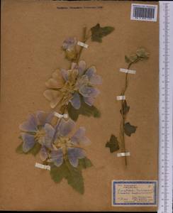 Malva thuringiaca subsp. thuringiaca, Middle Asia, Western Tian Shan & Karatau (M3) (Kyrgyzstan)