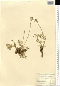 Pachypleurum mutellinoides (Crantz) Holub, Siberia, Altai & Sayany Mountains (S2) (Russia)