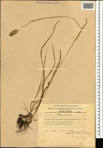 Phleum alpinum L., Caucasus, Armenia (K5) (Armenia)