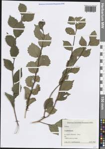 Ulmus, Caucasus, Azerbaijan (K6) (Azerbaijan)