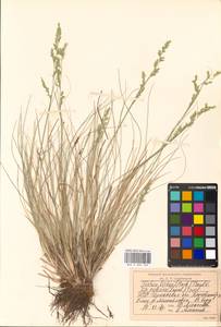 Festuca beckeri (Hack.) Trautv., Eastern Europe, South Ukrainian region (E12) (Ukraine)