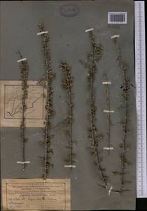Sageretia thea subsp. thea, Middle Asia, Pamir & Pamiro-Alai (M2) (Tajikistan)