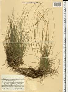 Festuca trachyphylla (Hack.) Hack., Eastern Europe, Western region (E3) (Russia)