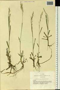 Bromus inermis Leyss., Siberia, Altai & Sayany Mountains (S2) (Russia)