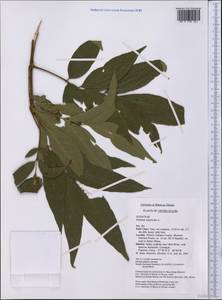 Fraxinus americana L., America (AMER) (United States)