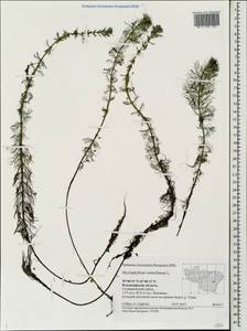 Myriophyllum verticillatum L., Eastern Europe, Central region (E4) (Russia)