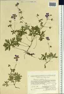 Geranium pratense L., Siberia, Altai & Sayany Mountains (S2) (Russia)