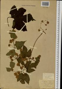Humulus lupulus L., Siberia, Western Siberia (S1) (Russia)