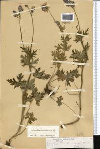 Aconitum nemorum Popov, Middle Asia, Northern & Central Tian Shan (M4) (Kazakhstan)