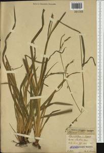 Carex sylvatica Huds., Western Europe (EUR) (Poland)