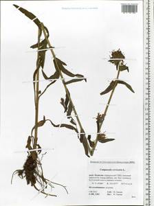 Campanula cervicaria L., Siberia, Baikal & Transbaikal region (S4) (Russia)