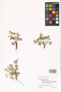 Potentilla cinerea subsp. incana (G. Gaertn., B. Mey. & Scherb.) Asch., Eastern Europe, Central forest-and-steppe region (E6) (Russia)