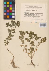 Euphorbia peplus L., Eastern Europe, West Ukrainian region (E13) (Ukraine)