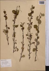 Cotoneaster, Middle Asia, Pamir & Pamiro-Alai (M2) (Kyrgyzstan)