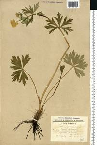 Trollius europaeus L., Eastern Europe, South Ukrainian region (E12) (Ukraine)