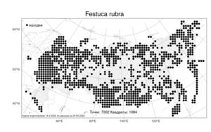 Festuca rubra L., Atlas of the Russian Flora (FLORUS) (Russia)