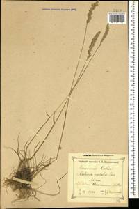 Koeleria pyramidata (Lam.) P.Beauv., Caucasus, North Ossetia, Ingushetia & Chechnya (K1c) (Russia)