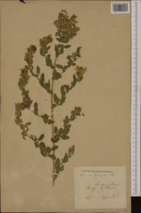 Ononis spinosa subsp. hircina (Jacq.)Gams, Western Europe (EUR) (Poland)