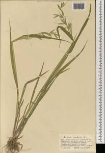 Avena sativa L., Mongolia (MONG) (Mongolia)