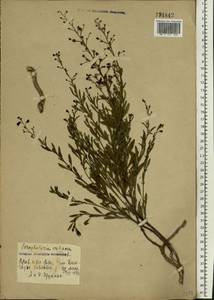 Scrophularia cretacea Fisch., Eastern Europe, Central forest-and-steppe region (E6) (Russia)
