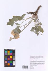 Hedysarum grandiflorum Pall., Eastern Europe, Eastern region (E10) (Russia)