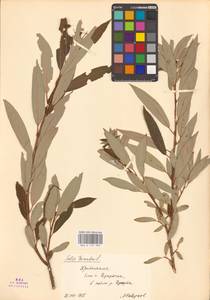 Salix triandra L., Siberia, Baikal & Transbaikal region (S4) (Russia)