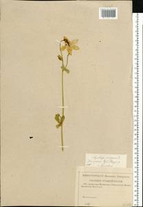 Aquilegia vulgaris L., Eastern Europe, Central region (E4) (Russia)