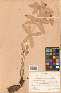 Euphorbia hylonoma Hand.-Mazz., Siberia, Russian Far East (S6) (Russia)