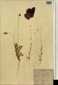 Papaver glaucum Boiss. & Hausskn., South Asia, South Asia (Asia outside ex-Soviet states and Mongolia) (ASIA) (Iraq)