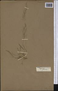 Eragrostis amabilis (L.) Wight & Arn., America (AMER) (Not classified)