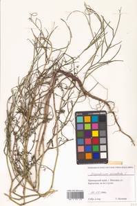 Sisymbrium orientale L., Siberia, Russian Far East (S6) (Russia)