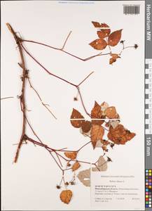 Rubus idaeus L., Siberia, Western Siberia (S1) (Russia)