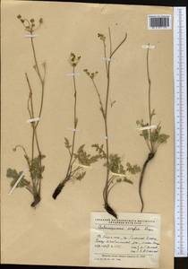 Aulacospermum simplex Rupr., Middle Asia, Western Tian Shan & Karatau (M3) (Kazakhstan)
