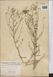 Haplophyllum ramosissimum (Paulsen) Vved., Middle Asia, Syr-Darian deserts & Kyzylkum (M7)