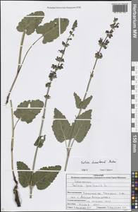 Salvia dumetorum Andrz. ex Besser, Eastern Europe, North Ukrainian region (E11) (Ukraine)