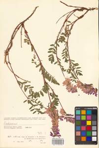 Hedysarum hedysaroides (L.) Schinz & Thell., Siberia, Chukotka & Kamchatka (S7) (Russia)