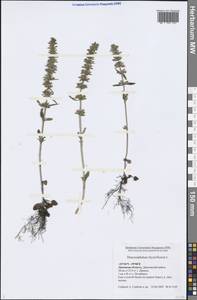 Dracocephalum thymiflorum L., Eastern Europe, Central forest-and-steppe region (E6) (Russia)