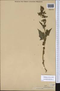 Chenopodiastrum hybridum (L.) S. Fuentes, Uotila & Borsch, Middle Asia, Muyunkumy, Balkhash & Betpak-Dala (M9) (Kazakhstan)