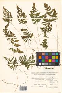 Gymnocarpium robertianum (Hoffm.) Newman, Siberia, Russian Far East (S6) (Russia)