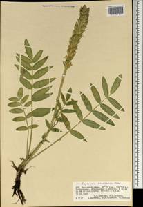Oxytropis hirta subsp. komarovii (Vassilcz.) N.Ulziykh., Mongolia (MONG) (Mongolia)
