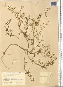Cakile maritima subsp. baltica (Jord. ex Rouy & Foucaud) Hyl. ex P.W. Ball, Eastern Europe, Latvia (E2b) (Latvia)