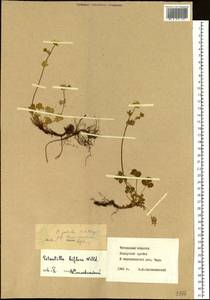 Potentilla crantzii subsp. gelida (C. A. Mey.) Soják, Siberia, Baikal & Transbaikal region (S4) (Russia)