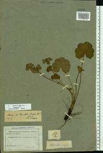 Alchemilla breviloba H. Lindb., Eastern Europe, Central region (E4) (Russia)