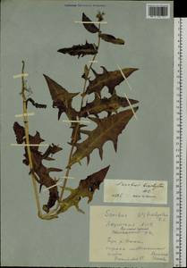 Sonchus brachyotus DC., Siberia, Yakutia (S5) (Russia)