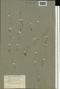 Hornungia procumbens (L.) Hayek, Eastern Europe, Lower Volga region (E9) (Russia)