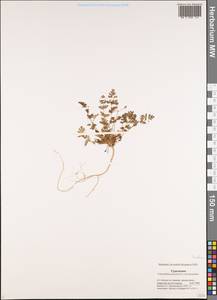 Erodium, Middle Asia, Karakum (M6) (Turkmenistan)