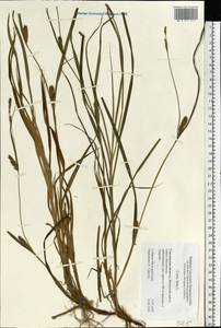 Carex hirta L., Eastern Europe, Western region (E3) (Russia)