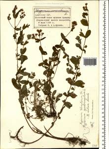 Hypericum tetrapterum, Caucasus, Armenia (K5) (Armenia)