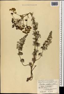 Ferulago setifolia K. Koch, Caucasus, Georgia (K4) (Georgia)