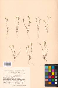 Arenaria serpyllifolia, Eastern Europe, Moscow region (E4a) (Russia)